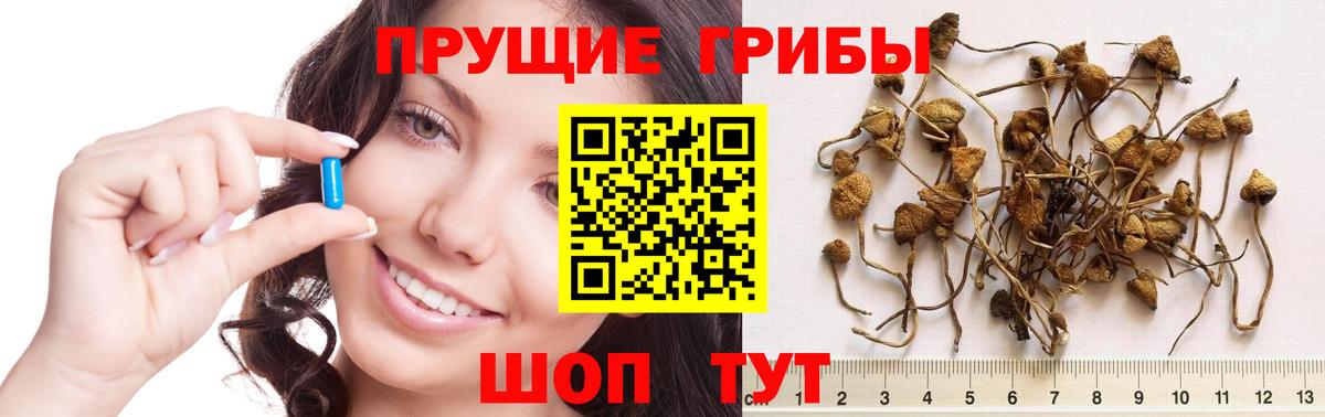 Похвистнево  Галлюциногенные грибы Cubensis  Вход с VPN 